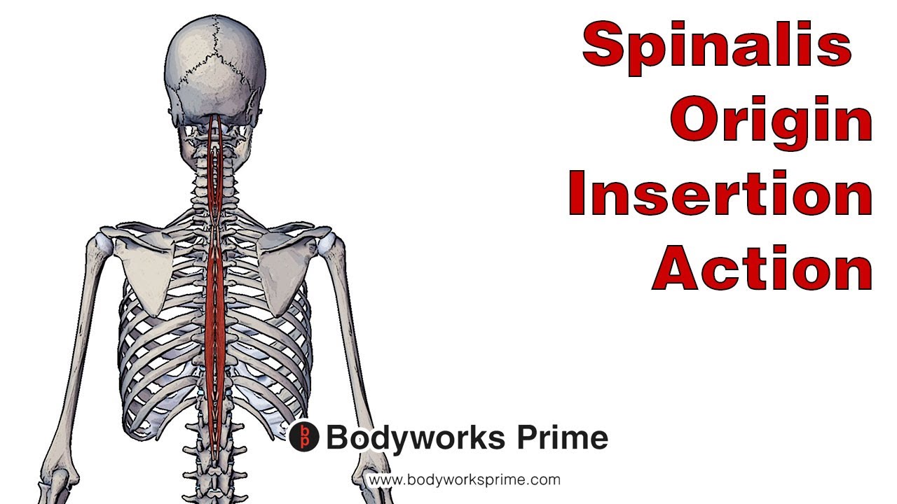 spinalis origin and insertion