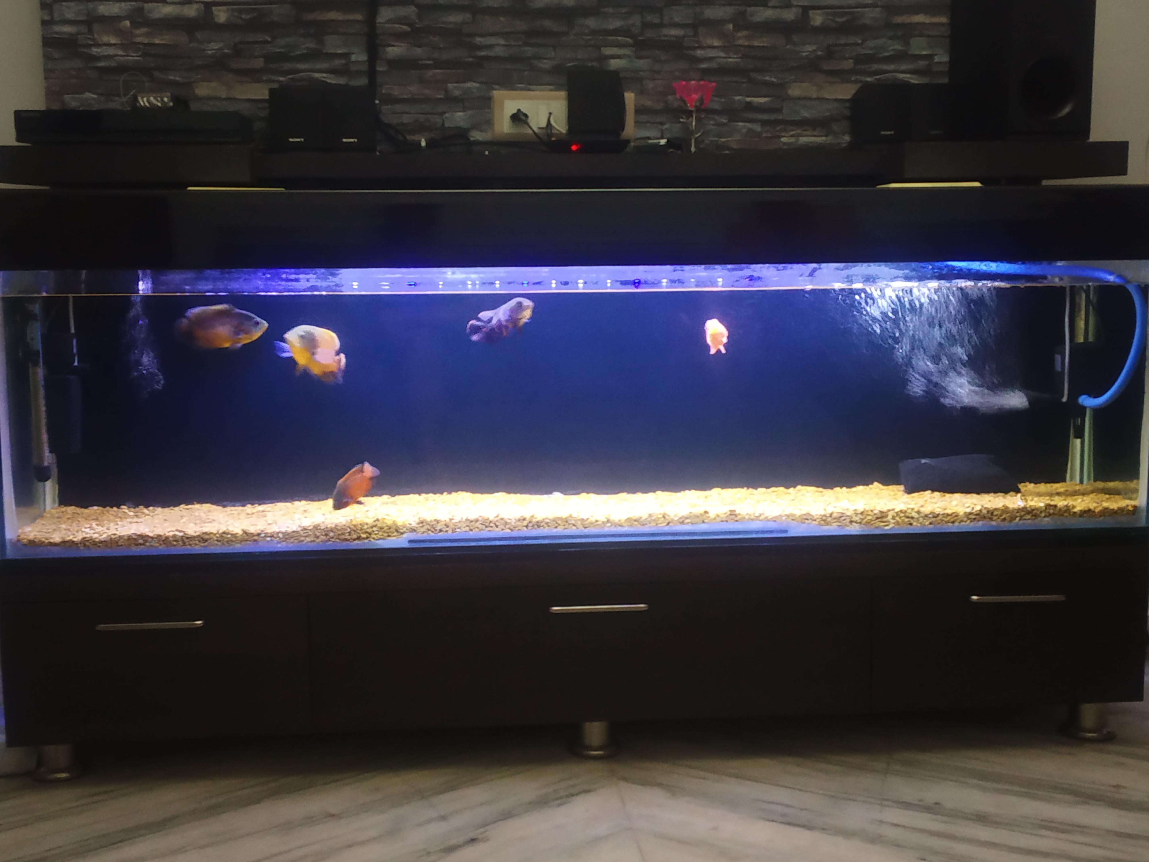 6ft fish tank aquarium