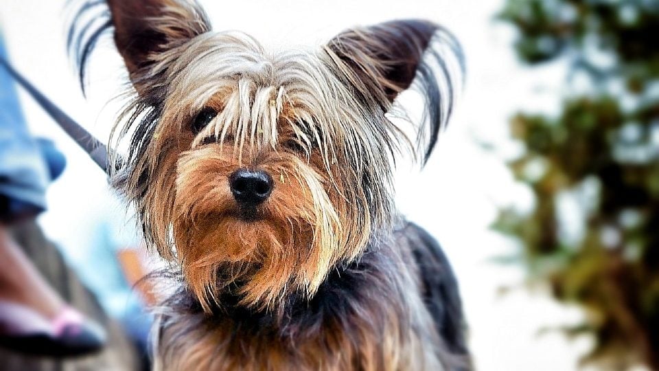 silky yorkie