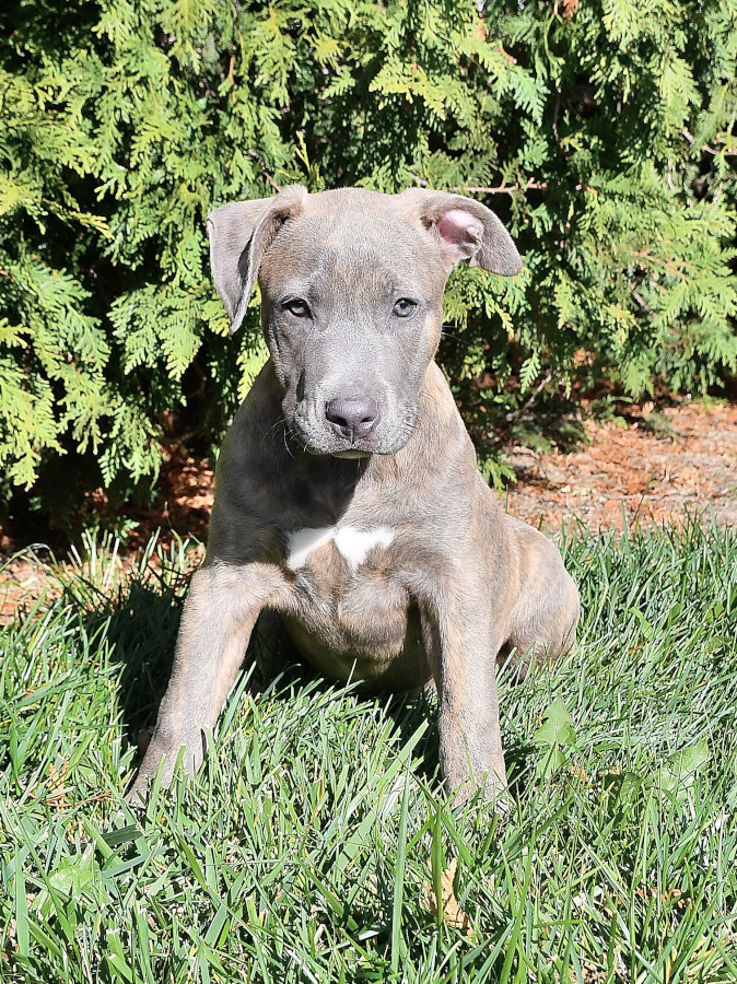 pitbull dog puppy for sale