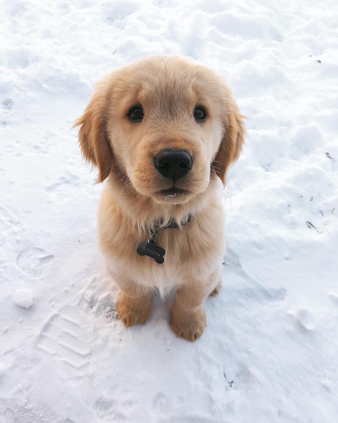 golden retriever cute