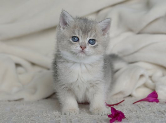 kedi sahiplendirme beylikdüzü