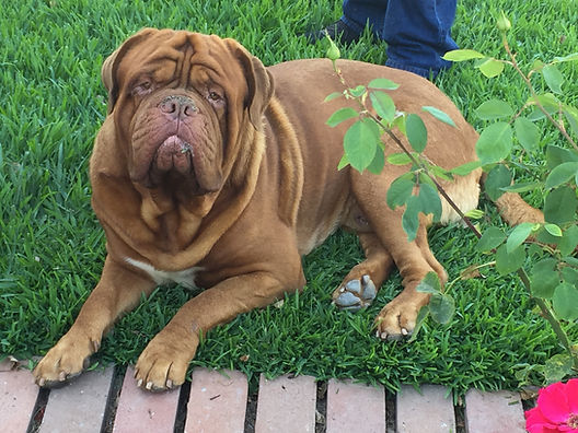 dogue de bordeaux french mastiff for sale