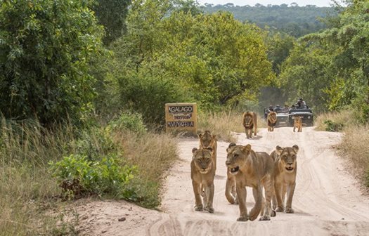 djuma game reserve