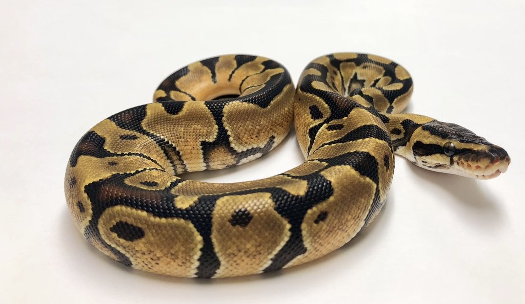 enchi ball python