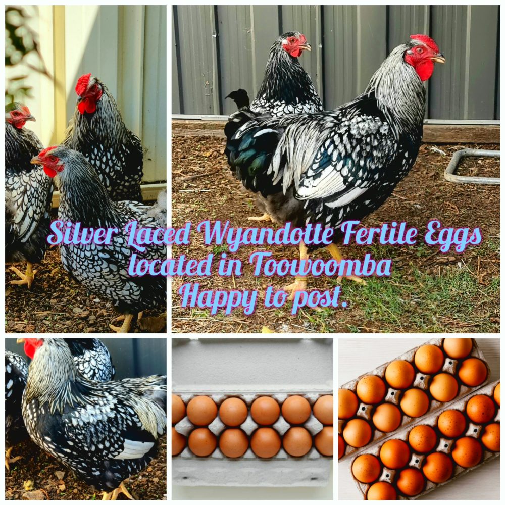 wyandotte fertile eggs