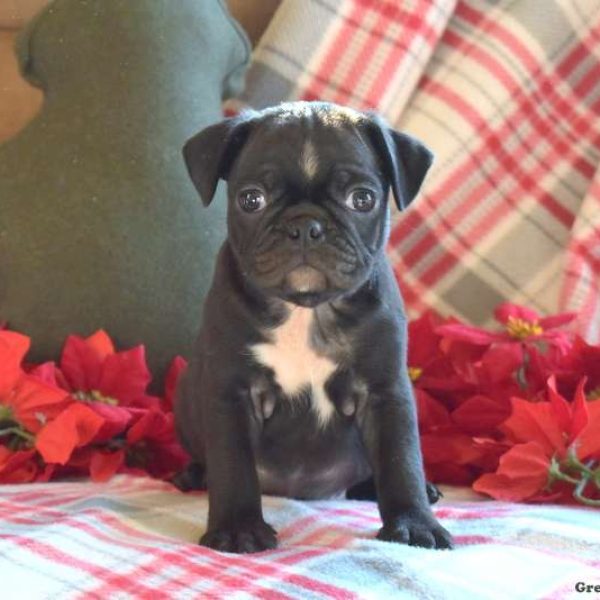 pug x puppies for sale