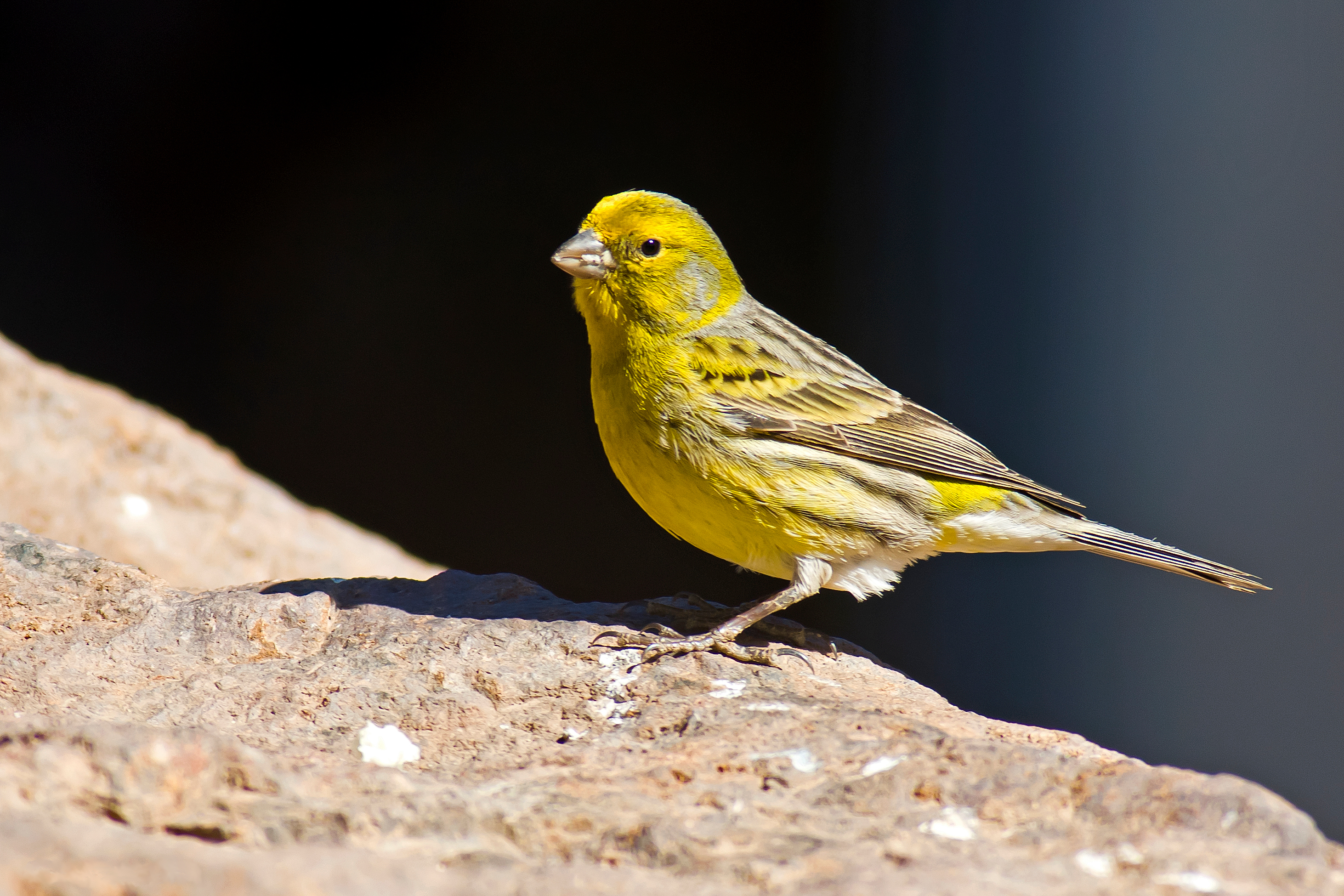 pictures of canaries