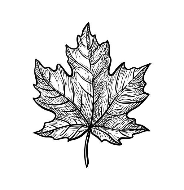 maple tree leaves drawing