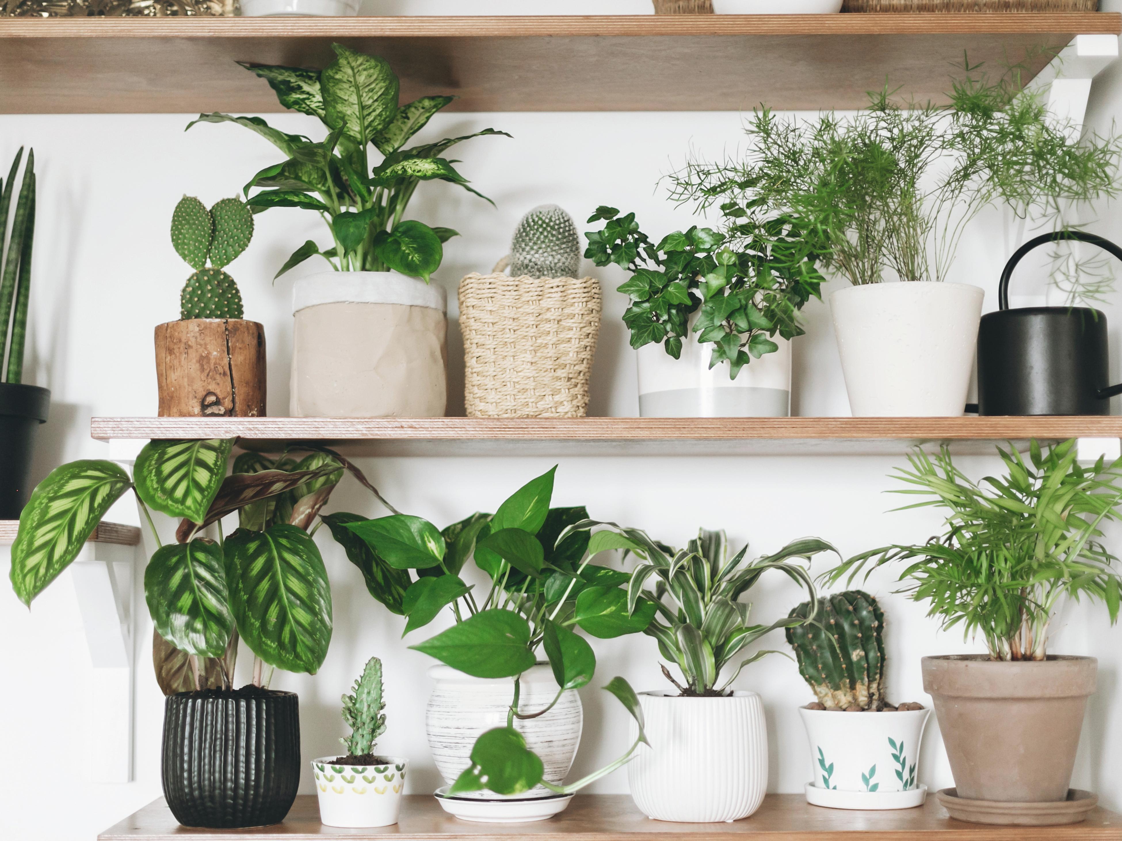 indoor plants bunnings