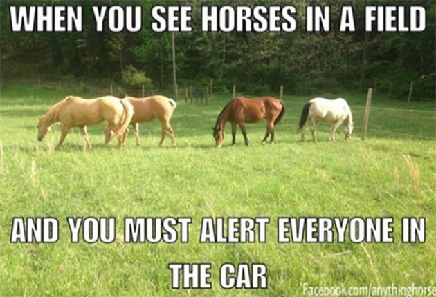 horse memes