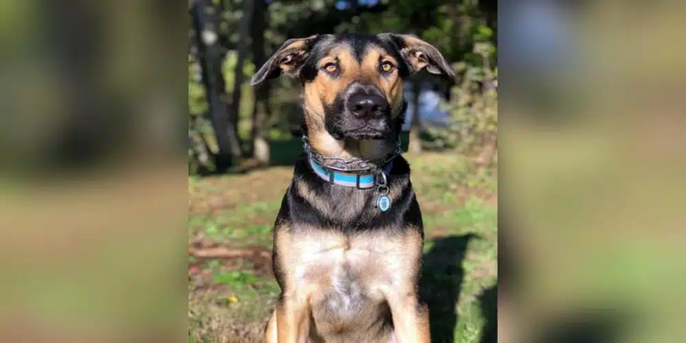 mix german shepherd and labrador