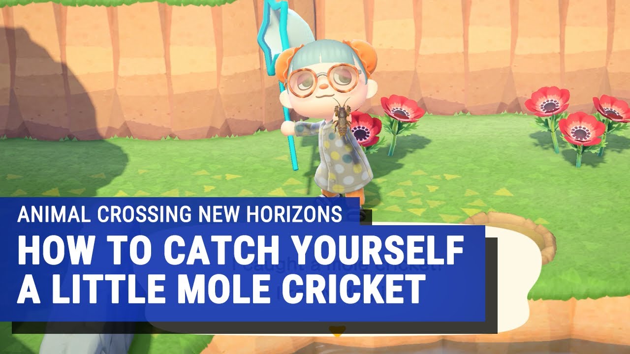 how to catch a mole cricket acnh