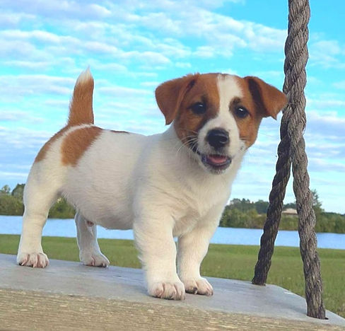 jack russell puppies docked tails for sale