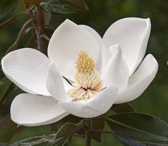 symbolism of magnolia flower