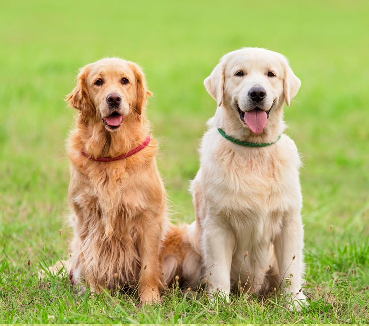 golden retriever for sale texas