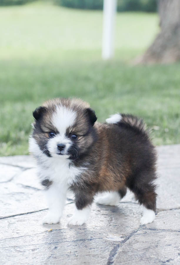 pomeranian puppies for sale near me