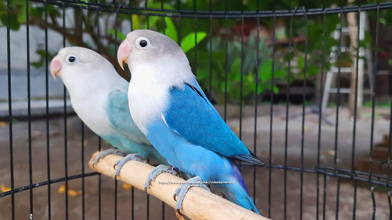 blue love birds images