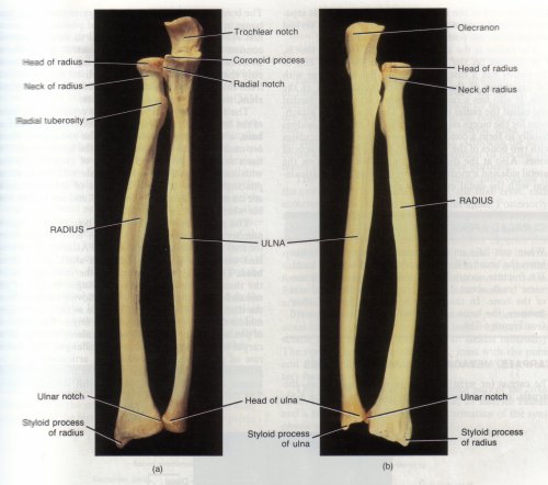 plural of radius bone