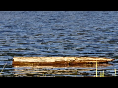 a piece of wood floats on water