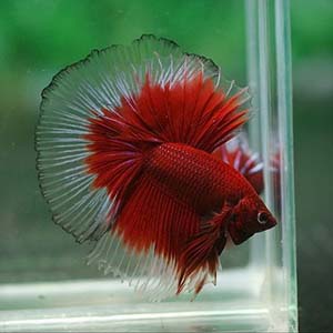 betta price match