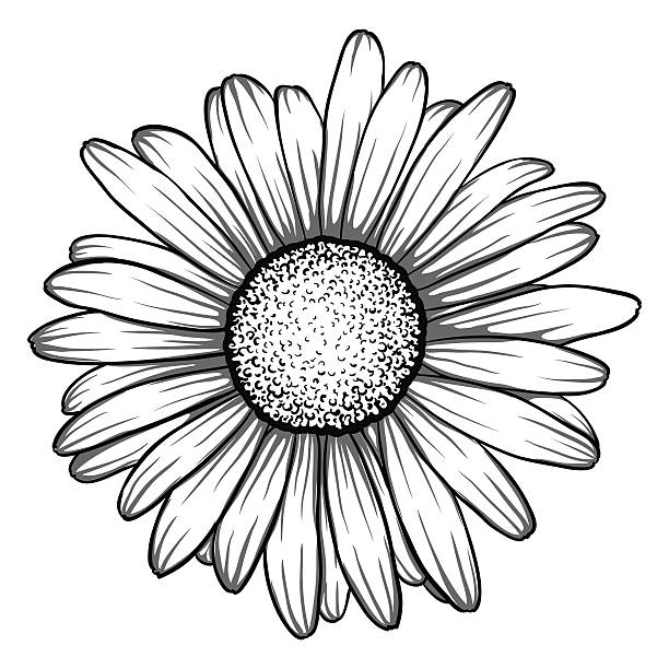 daisy outline drawing