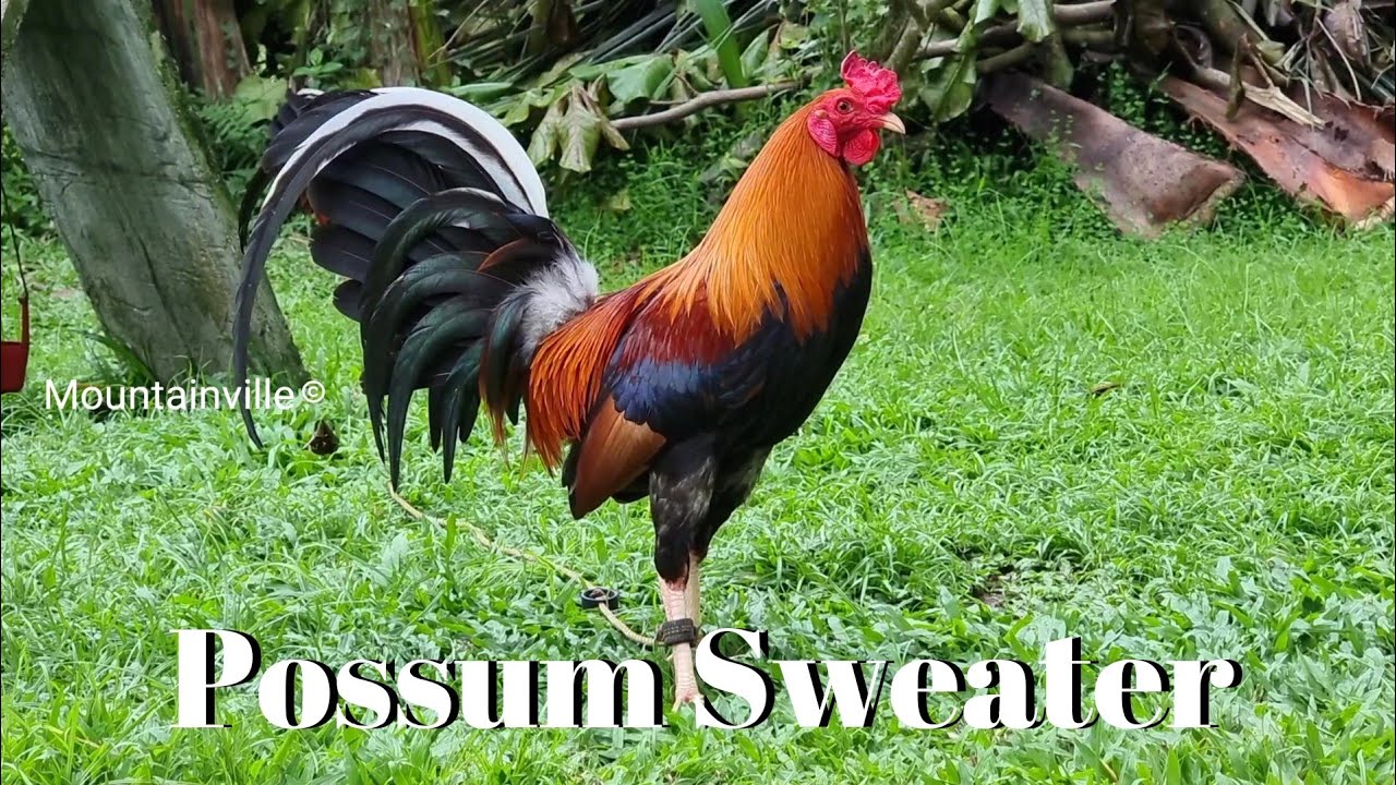 possum sweater rooster