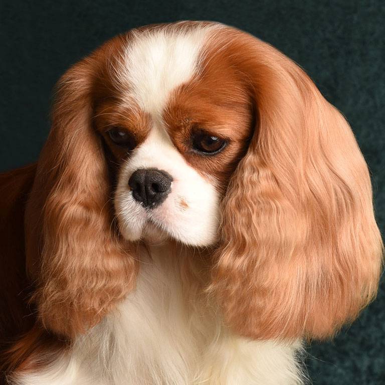 king charles puppies near me