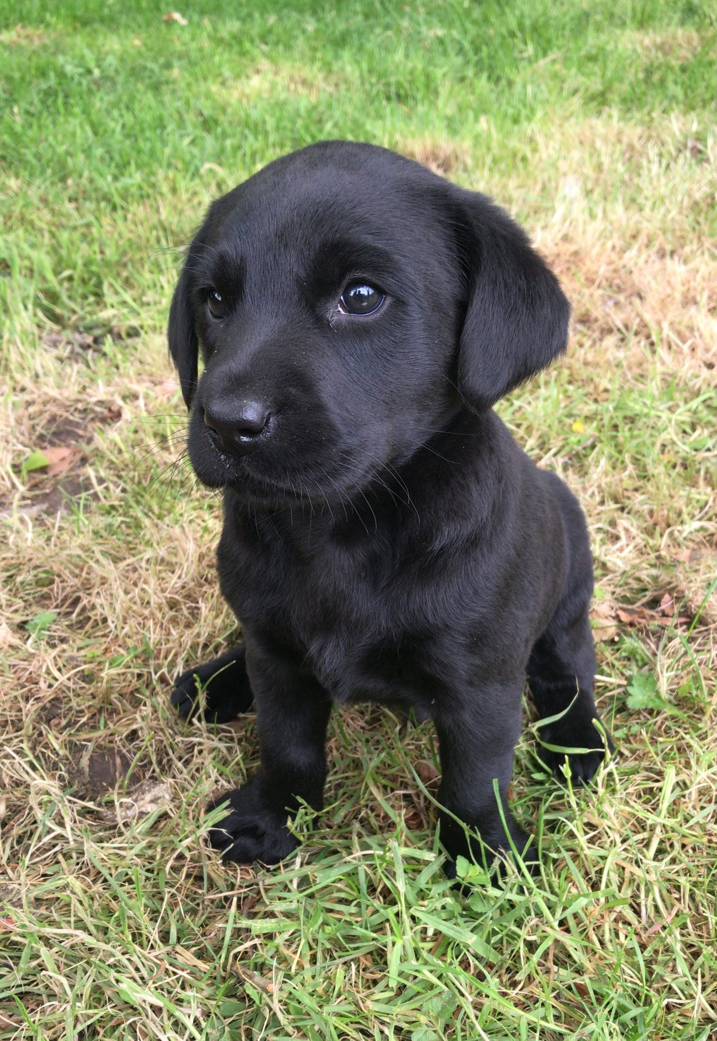 labrador puppies for sale in uk