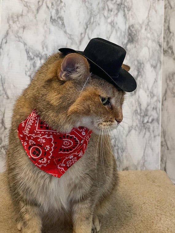 cat with a cowboy hat