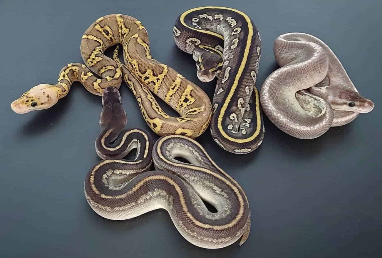 royal python morphs