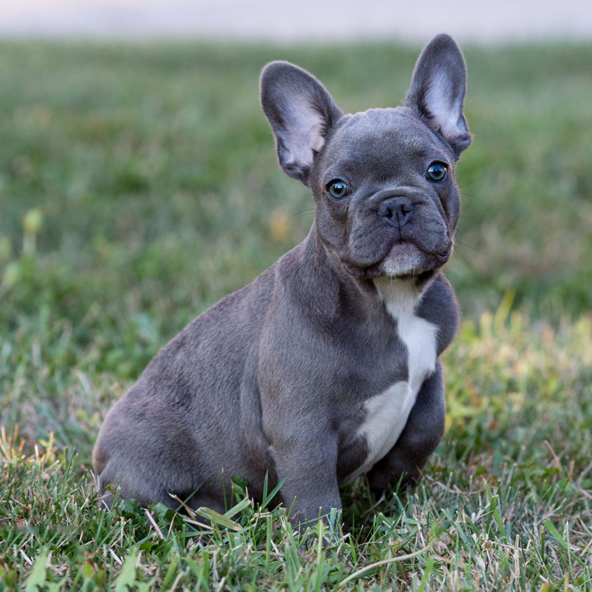 french bulldog puppies