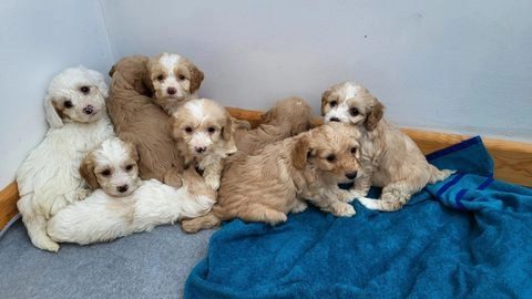 puppies for sale cornwall and devon