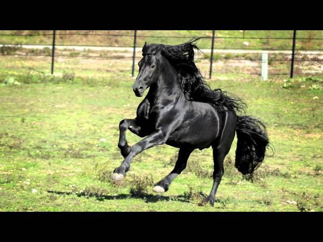 youtube friesian horses