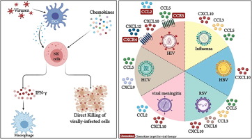 chemokine