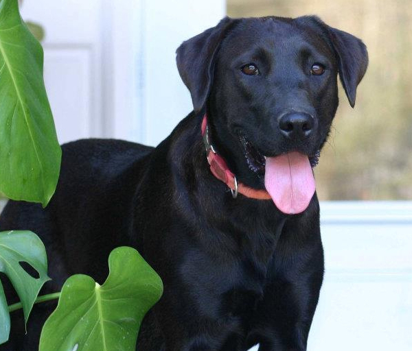 lab rescue alabama