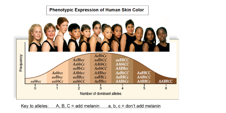 aabbcc skin color