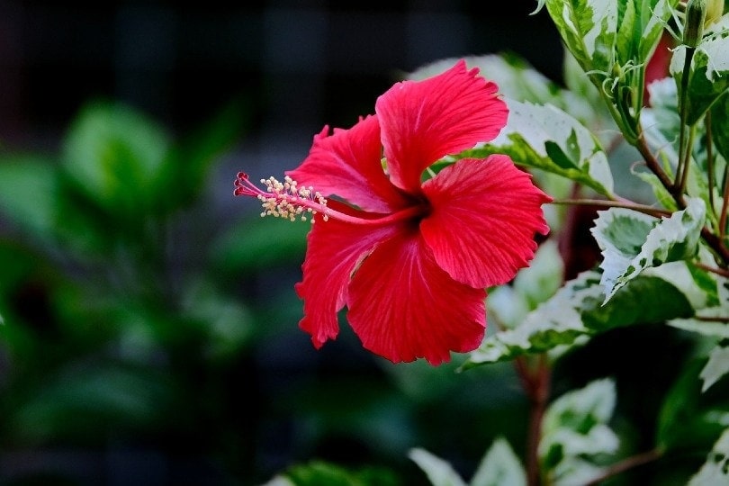 is the hibiscus plant poisonous to cats
