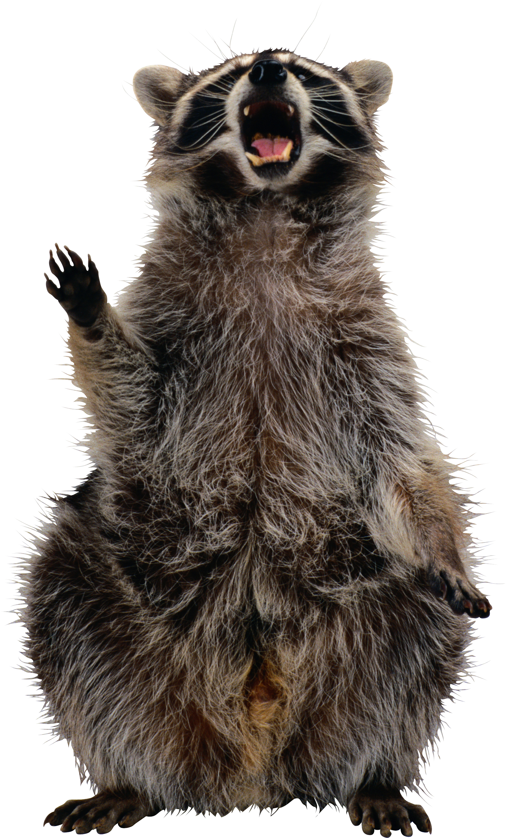 raccoon png