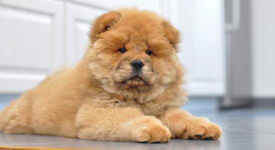 chow chow baby price in india