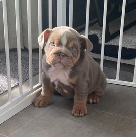 british bulldog puppies for sale