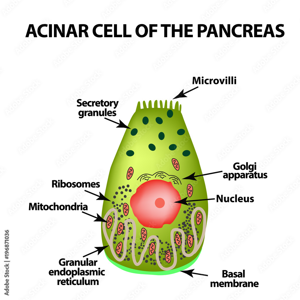 acinus pancreas