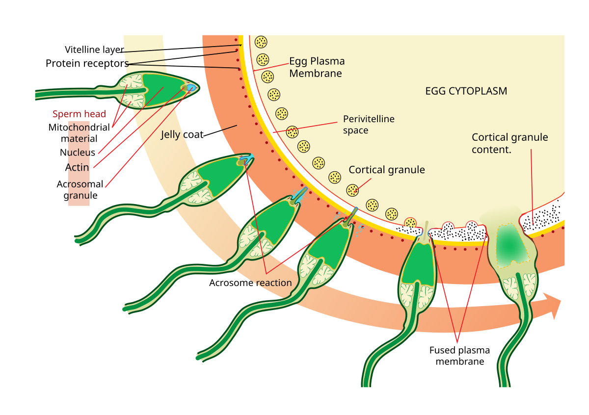 acrozome