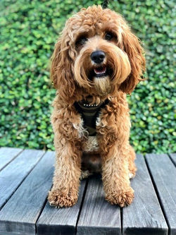 adult cavapoo for sale