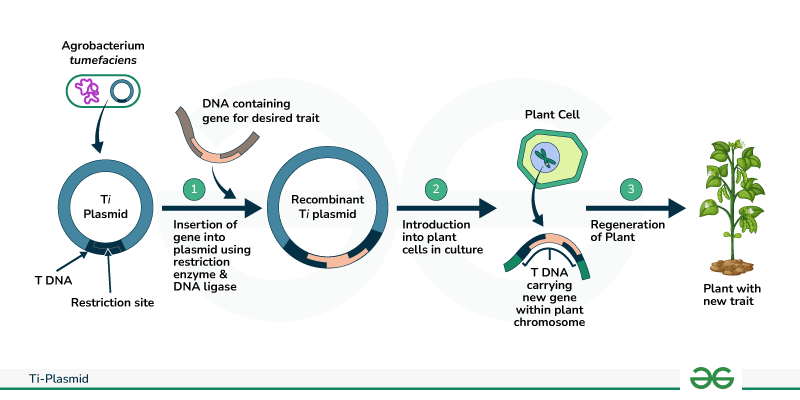 agrobacterium ti plasmid