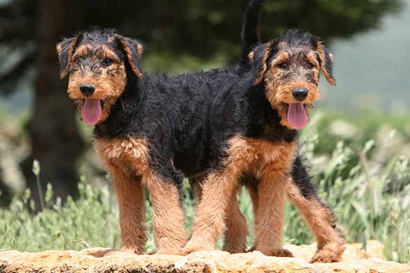 airedale terrier dog