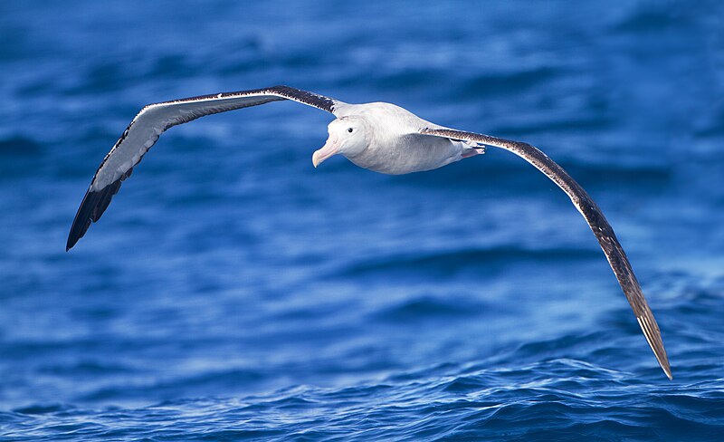 albatross in tagalog