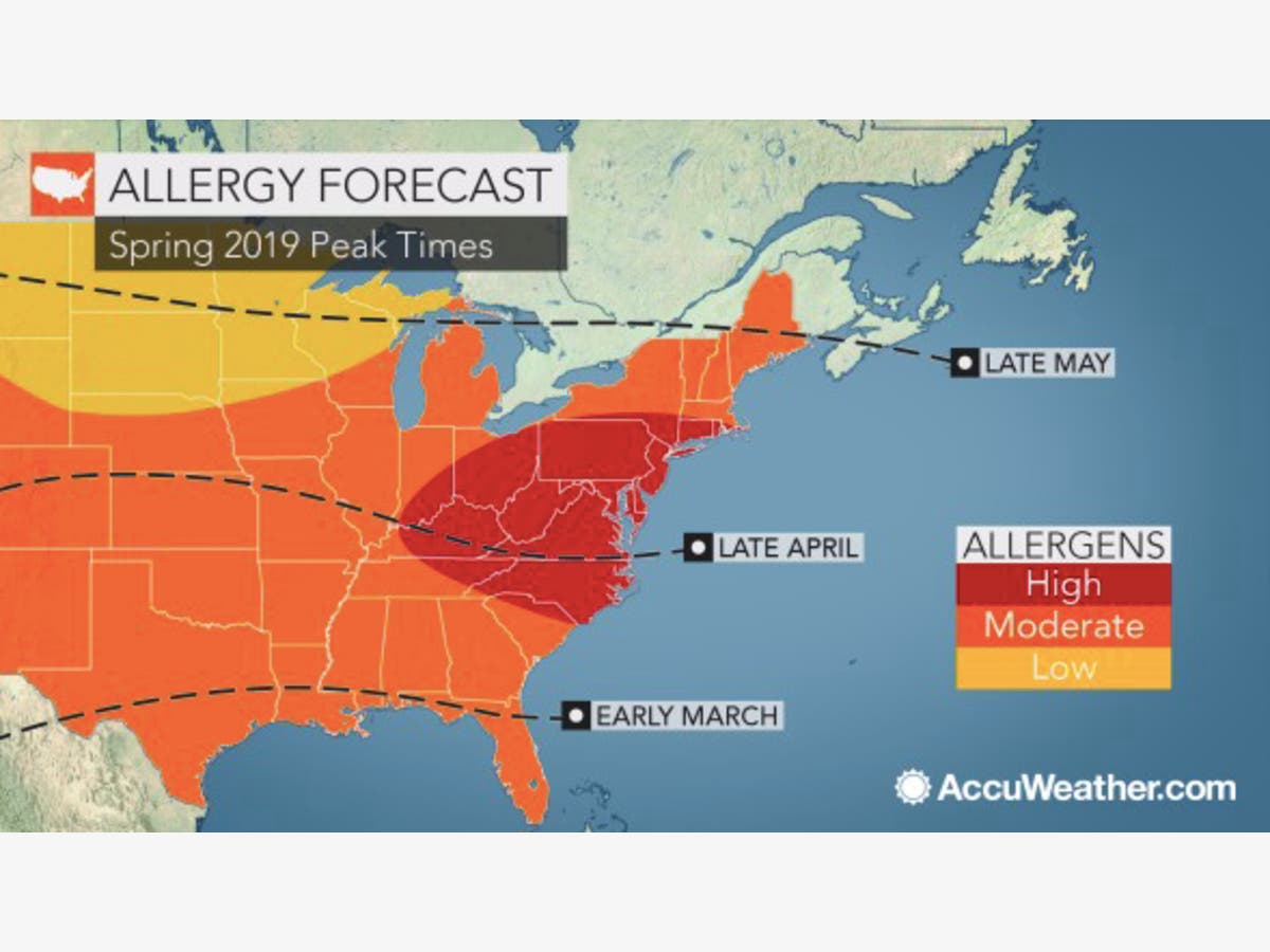 allegy forecast