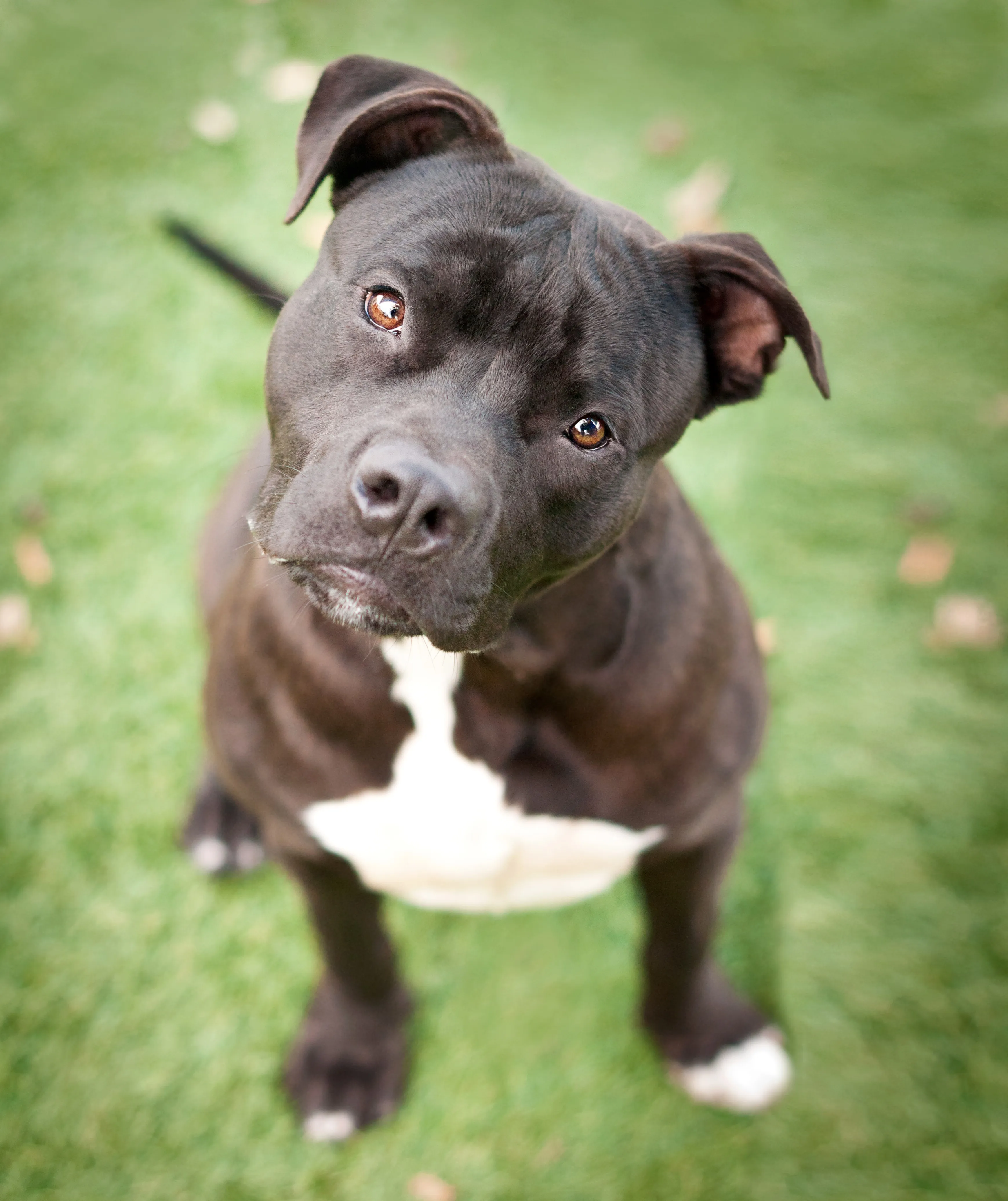 american bull lab mix