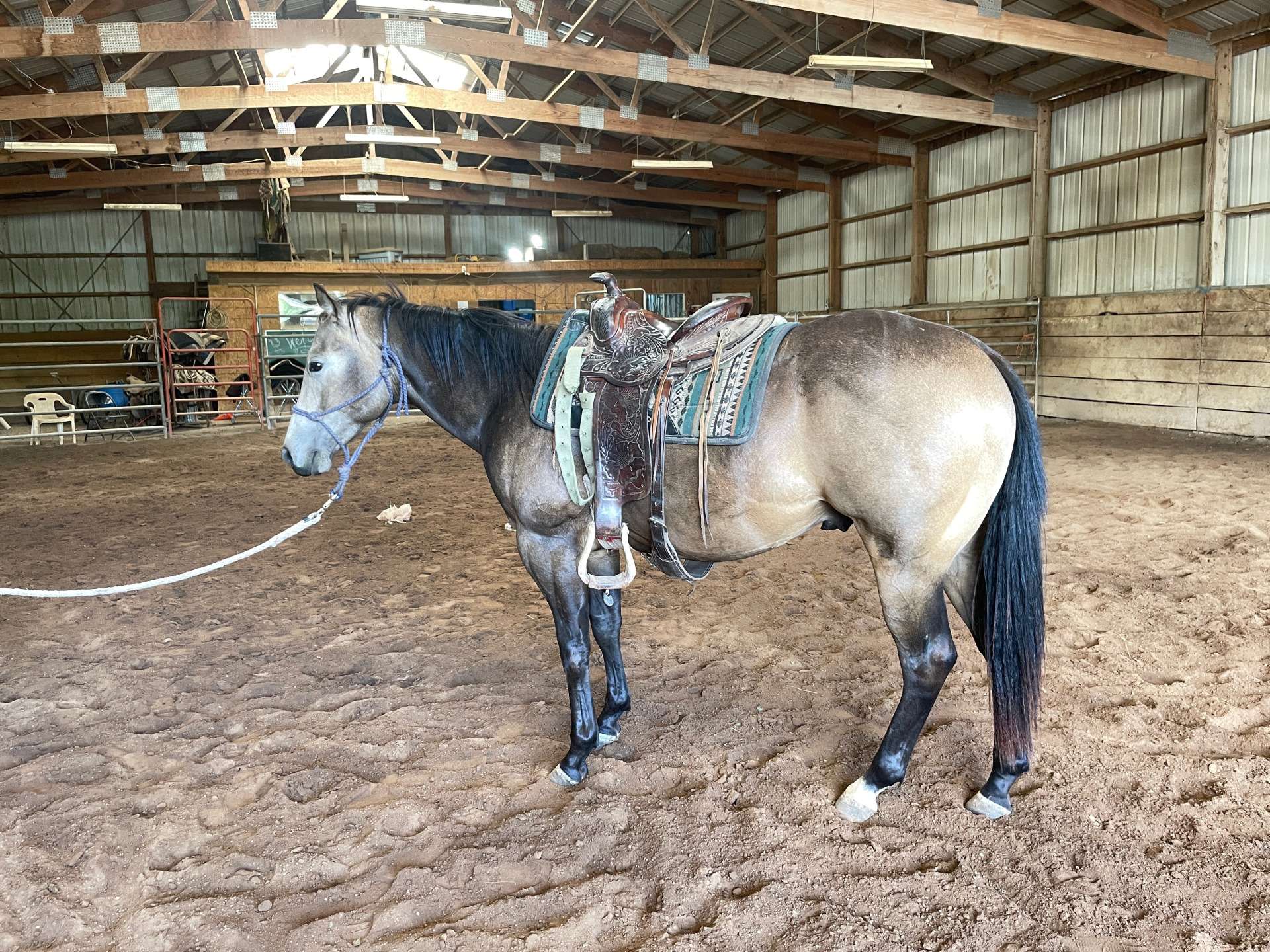 american quarter horse for sale